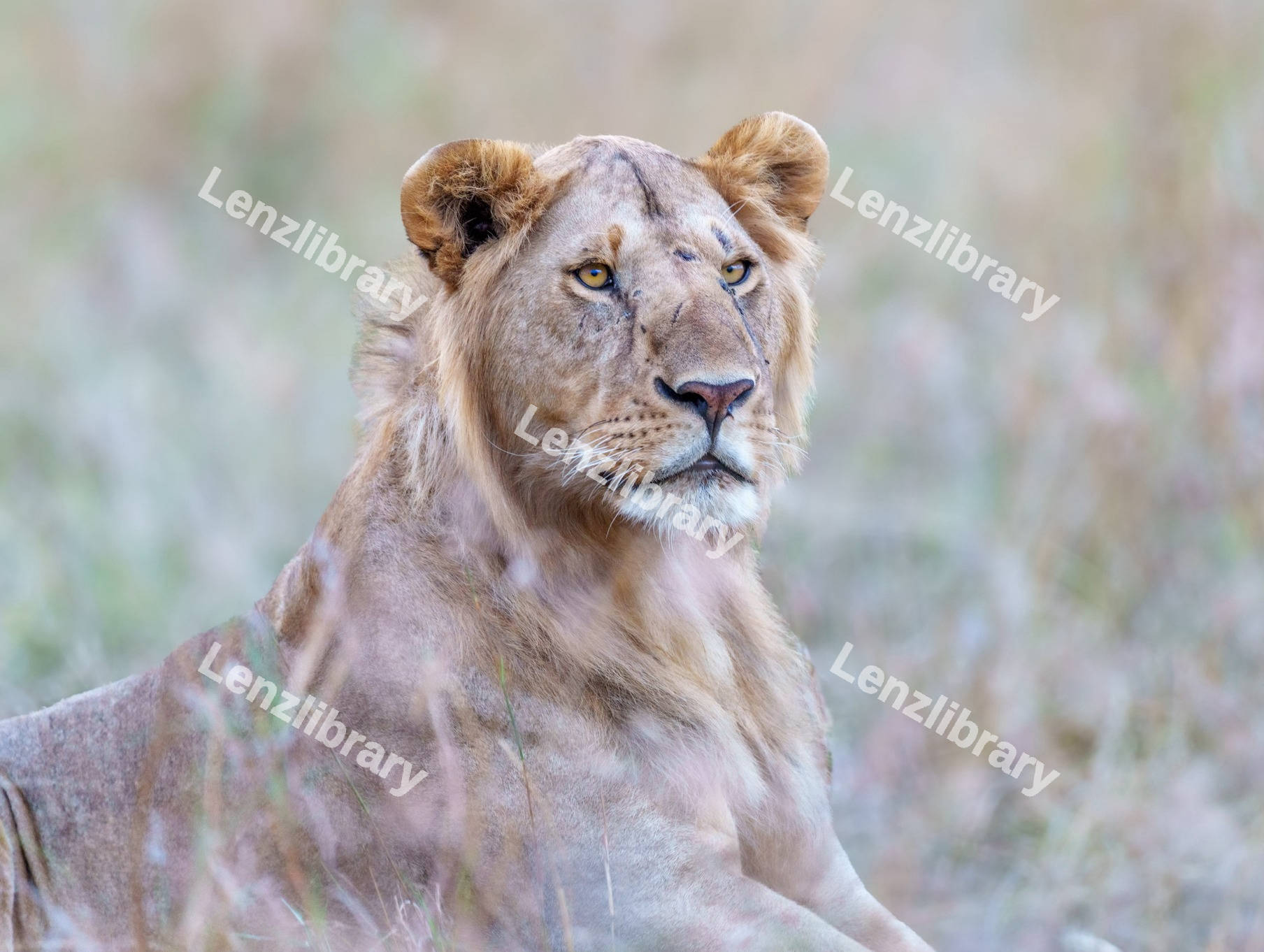 Lioness laying